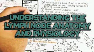 Understanding The Lymph Node Anatomy And Physiology @umerfarooqbiology7083