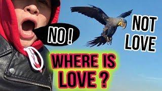 HYACINTH MACAW LOVE'S VERY FIRST FREE FLIGHT GONE WRONG!