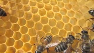 queen bee laying multiple eggs per cell