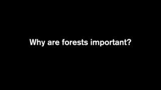 Why are forests important?