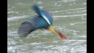 Stork-Billed Kingfisher diving in the rain. Canon R5 4K 100FPS wildlife video.