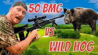 50 CAL SNIPER RIFLE EXPLODES HOG! Warning Graphic Content!