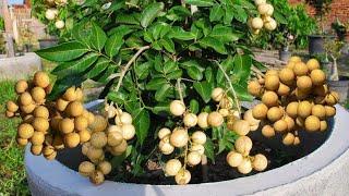 Growing longan from seeding to harvest - Simple - No need for a garden