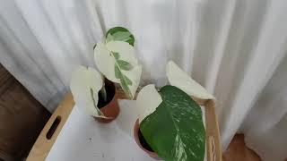 Monstera Deliciosa Variegata - Reproducción