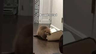 Cute Beaver Steals Everything From The House! #shorts #beavers #cute #animals #animallover #thekoala