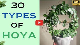 30 Types of Hoya You Can Grow at Home | Hoya Plant Species | Hoya Varieties with Names