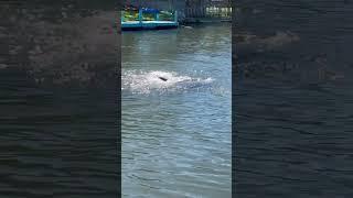 Manatees in the canal #cocoabeach #floridawildlife ￼￼