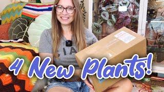 Steve’s Leaves Plant Unboxing | 4 New Begonias!