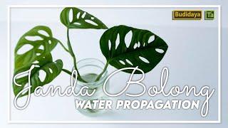 Budidaya Janda Bolong, WATER PROPAGATION