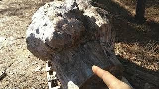 #83  The HUGE Burl makes it back to the sawmill