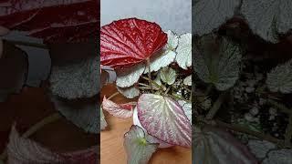 Зарумянилась весной Begonia Two Face Два лица