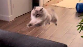 Funny animals - Funny cats and dogs - Funny animal videos 2023