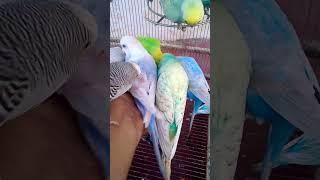 This Amazon bird toy is SO COOL#Happy budgie#shorts#love #funny #funnyvideo #cute #beautiful #birds