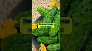 Зачем обрабатывают огурцы содой. Для большого урожая #огород #дача #урожай
