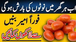 Earn Money From Tomatoes | High Potential Business In Small Investment | Intelligent Media