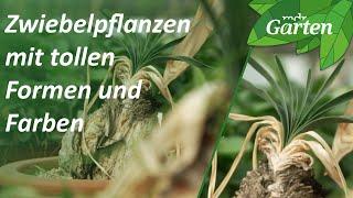 Zwiebelpflanzen mit tollen Formen und Blüten | MDR Garten