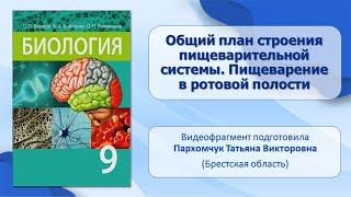 Пищеварительная система. Тема 35. Общий план строения пищеварительной системы. Пищеварение в полости