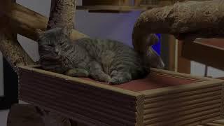 TinkaTV first Upload Teaser - Funny Cat Video Teaser