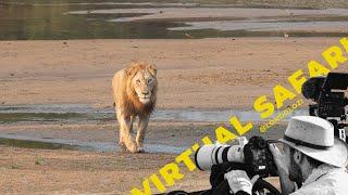 New Male Lion Throws His Weight Around Gets Himself in Big Trouble - Virtual Safari #171