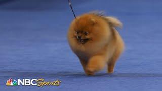 National Dog Show 2022: Toy Group (Full Judging) | NBC Sports