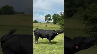 I’m Back Ladies! #bull #kentucky #cattle #breeding #funnyanimals #angus #agriculture #farming #cow