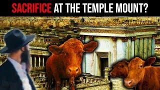 Jews Prepare Red Heifer Sacrifice at Al Aqsa Mosque??? Red Heifer Update | Red Heifer Prophecy