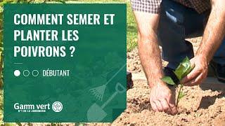 [TUTO] Comment semer et planter les poivrons ? – Jardinerie Gamm vert