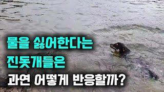 물을 싫어하는 진돗개들의 반응은?