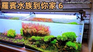 4K 羅賓水族到你家6  馬來貘音樂工作室的水草造景 七彩神仙 孔雀魚 金魚