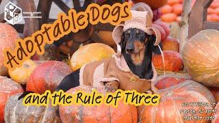 Adoptable Dogs and the Rule of Three