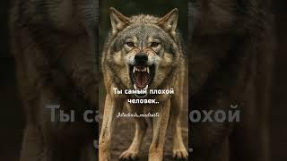 СКОЛЬКО НАС ПЛОХИХ ?Ставьте «+» в комментариях #цитатыпрожизнь #рек  #личность #цитаты #рек