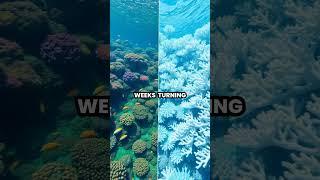 The Amazing Transformation of Coral Reefs 