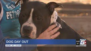 KC Pet Project working to find dogs new homes before moving to new location