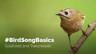 #BirdSongBasics - Goldcrest and Treecreeper