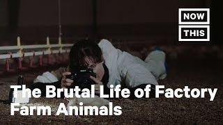 An Inside Look at Factory Farms, via Photographer Jo-Anne McArthur | NowThis