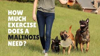 How much exercise does a malinois need