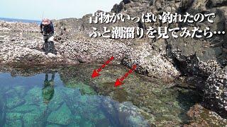 ごく普通の潮溜りでこんな化け物が釣れるとは…回遊魚が大乱舞のライトショアジギング回で色んな事件が起きました。[23エアリティ実釣レビュー]