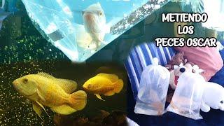 METIENDO los PECES OSCAR AL ACUARIO DE 500L  | AcuariosLP