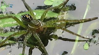 Wait... is that a SPIDER in the water? | Fishing Spiders