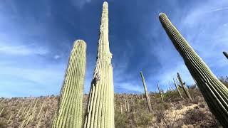 Saguaro of the Day: Hike on Lorraine Lee Hidden Canyon Trail ("URYDIAS" The Worst Name Ever? )