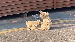 Stray dog mom with 3 puppies struggles to find food,fortunately it met my angel mom who changed fate