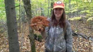 Wild mushrooms of October