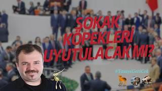 Nihat Sırdar'dan Sokak Köpeklerinin Uyutulması Kararına Tepki #AltindağdaKatliamVar