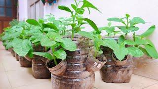 Recycle Plastic Bottles to Grow Vegetables at Home for Housewives | 5T1 Balcony