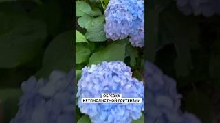 МОЖНО ЛИ ОБРЕЗАТЬ КРУПНОЛИСТНУЮ ГОРТЕНЗИЮ? #дача #сад #цветы #гортензии