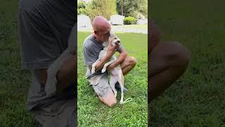 Adopt Tori, a Beagle mix, from www.RuffLoveRescue.com, a dog rescue located in Thomasville,NC