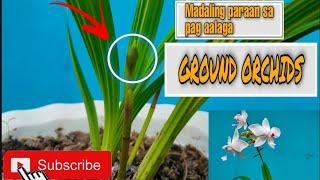 GROUND ORCHIDS CARING TIPS || Probinsiyanong Daddy