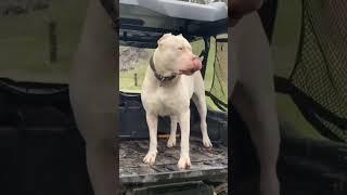 !!DOGO ARGENTINO KING OF DOGS!! What Do You Think Of Him?  #viral #fyp #short #trending #viral #bgmi