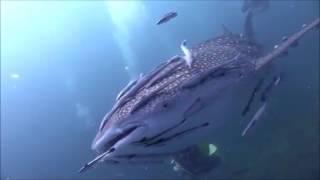 Amazing footage-- A Whale Shark covered with Remora Fishes !! ( COMMENSALISM)