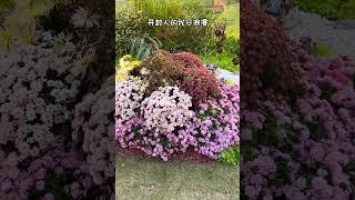 开封版的“莫奈花园”，我给你们找到了～